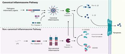 Inflammasome Signaling: A Novel Paradigm of Hub Platform in Innate Immunity for Cancer Immunology and Immunotherapy